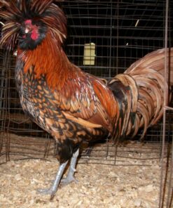 Golden Laced Polish Chicken