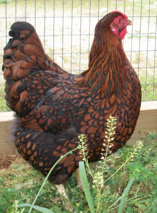 Black Laced Red Wyandotte Chicken - Image 2