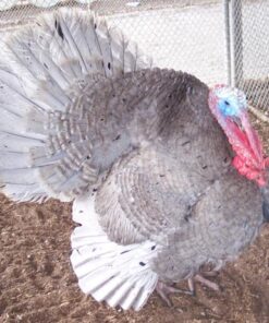 Blue Slate Turkey