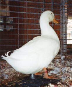 White Pekin Ducks