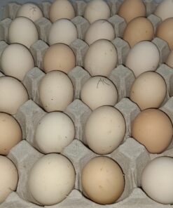 ayam cemani eggs​