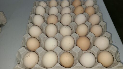 ayam cemani eggs​