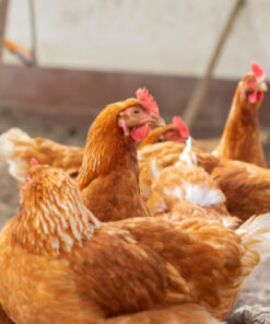 Barred rocks