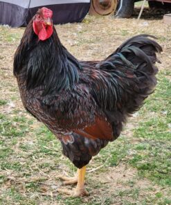 Blue Laced Red Wyandottes