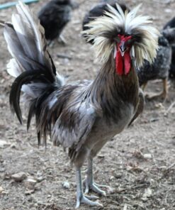 Blue Polish Chicken