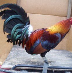 Blueface Hatch