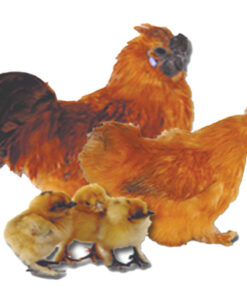 BUFF SILKIE BANTAM