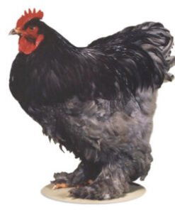 Cochins