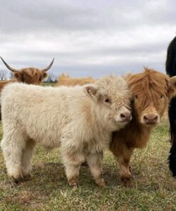 Cows
