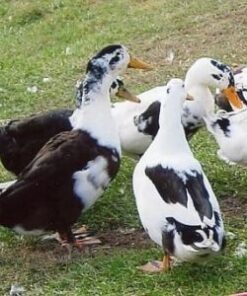Ducks for Sale