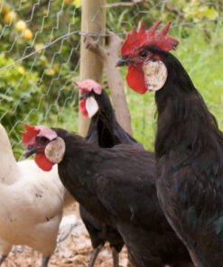 Black Minorcas