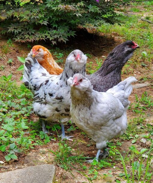 easter egger rooster - Image 4