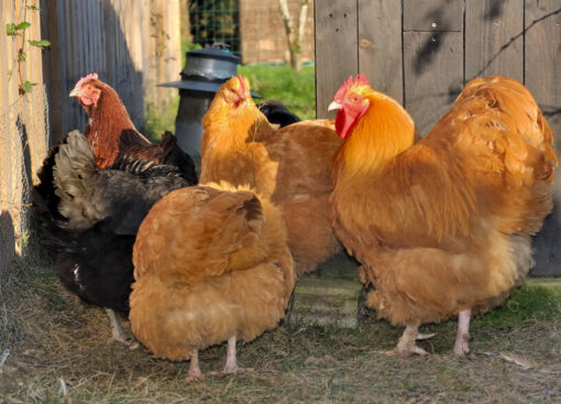 buff orpington rooster for sale​