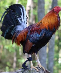 GAME FOWLS FOR SALE