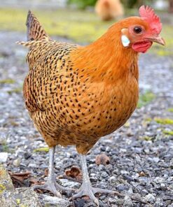 Buy Golden Campines Chickens
