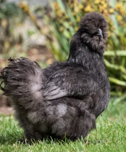 BLACK SILKIE BANTAM