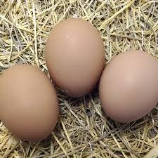 Hatching Eggs