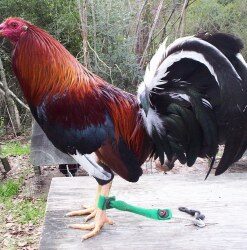 Kelso Game Fighting Fowl