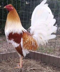 Miner Blue chickens