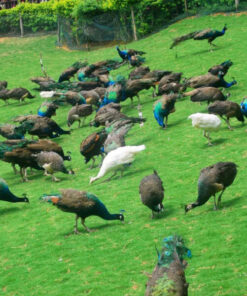 Peafowl