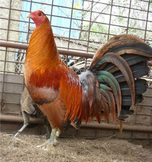 Red Quail