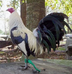 Regular Grey Fowl