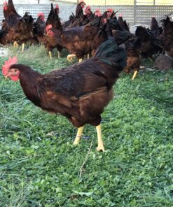 Rhode Island Red