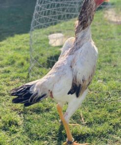 Shamo Roosters