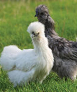 ASSORTED SILKIES BANTAM