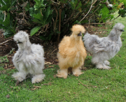 Silkies