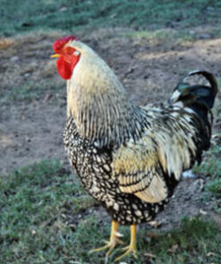 Silver laced