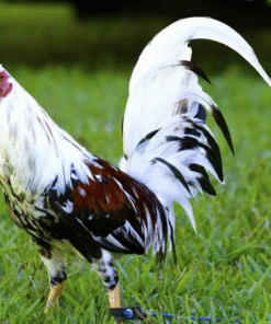 Spanish Gamefowl