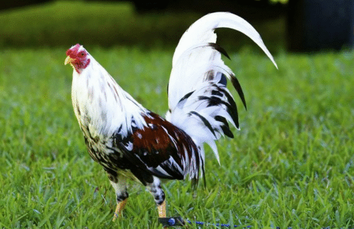 Spanish Gamefowl