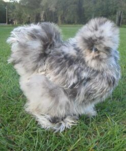 Splash Silkie Bantam