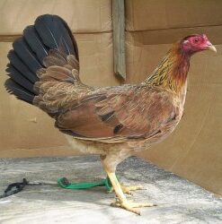 Sweater Gamefowl