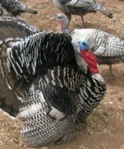 Turkey
