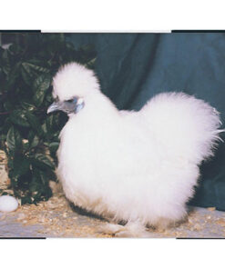 WHITE SILKIE BANTAM