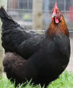 buff orpington chickens for sale