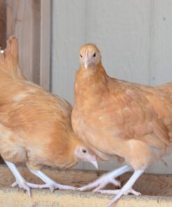 Buff Orpington Started Pullet