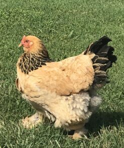 Buff Brahma Chicken (Female)