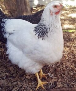 Columbian Wyandotte Chicken