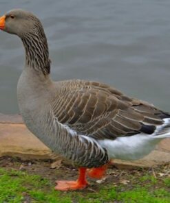 Toulouse Geese