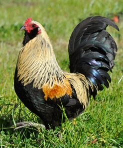 Easter Egger Bantam