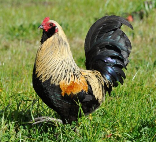 Easter Egger Bantam