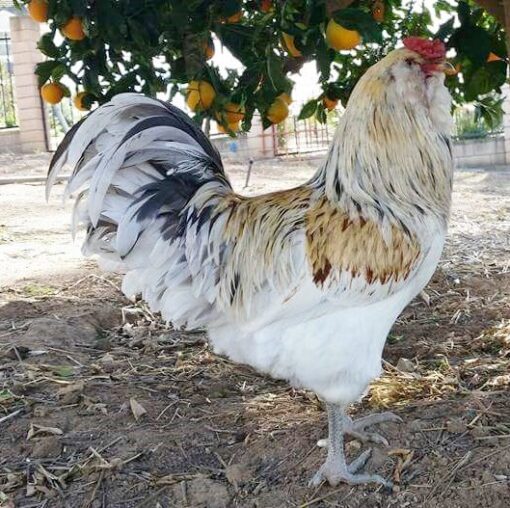 easter egger rooster