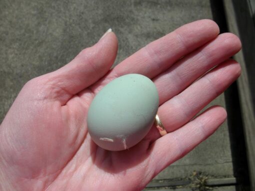 easter egger rooster - Image 3