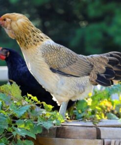 Easter Egger Started Pullet