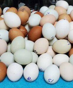 Potluck Ultra Rare Special Hatching Eggs