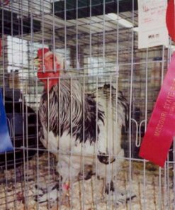 Light Brahma Chicken