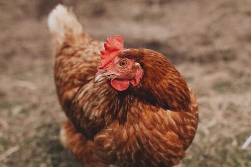 Lohmann Brown Chicken